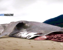 Blue Whale Bitten in Half